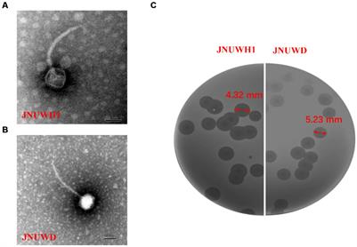 Genomic and biological insights of bacteriophages JNUWH1 and JNUWD in the arms race against bacterial resistance